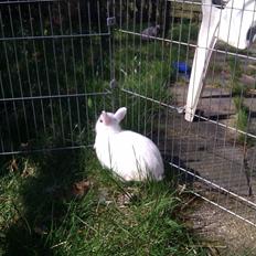 Kanin Bellis [Hermelin - Hotot]