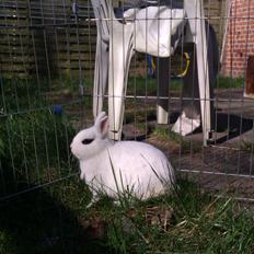 Kanin Bellis [Hermelin - Hotot]