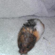 Hamster Sorte