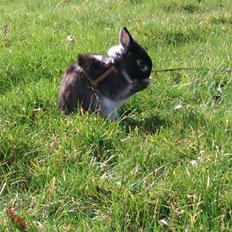 Kanin Holmdrup Huses Møffe