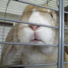 Kanin Afrodites Fonzie