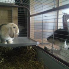 Kanin Afrodites Fonzie