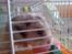 Hamster Malthes Merlin