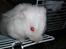 Hamster Hyper