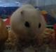 Hamster Snehvide