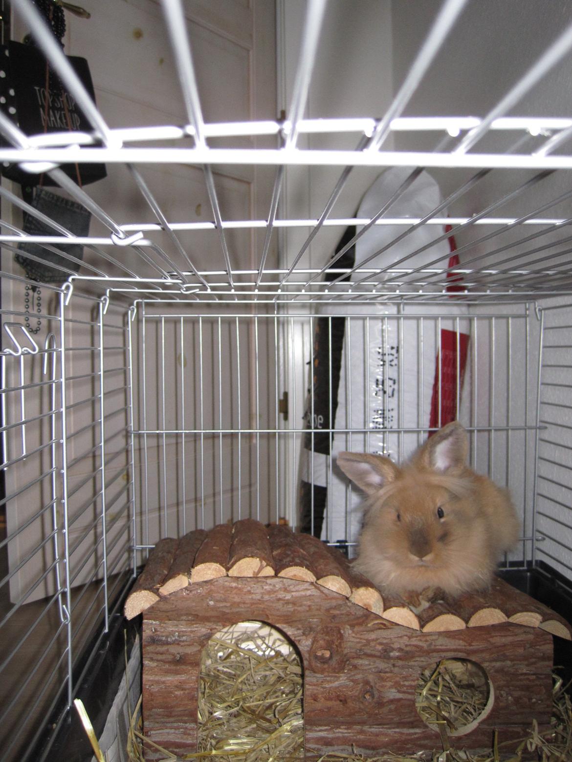 Kanin Zimba - Dag.2. billede 3