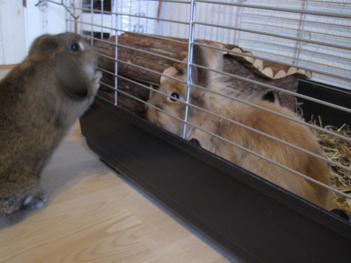 Kanin Zimba - Dag.1. sammen med Tøzen. billede 2