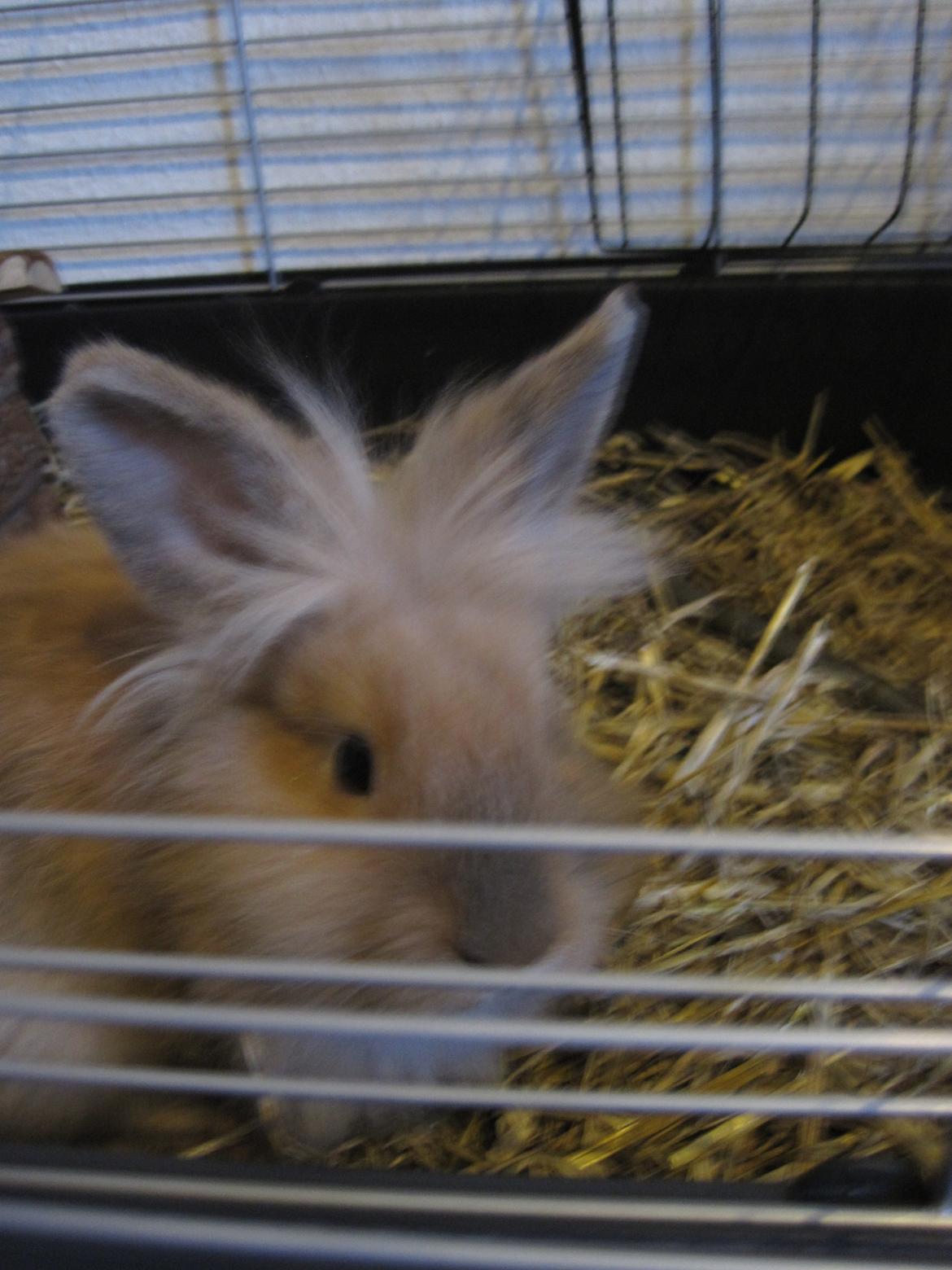 Kanin Zimba - Dag.1. billede 1