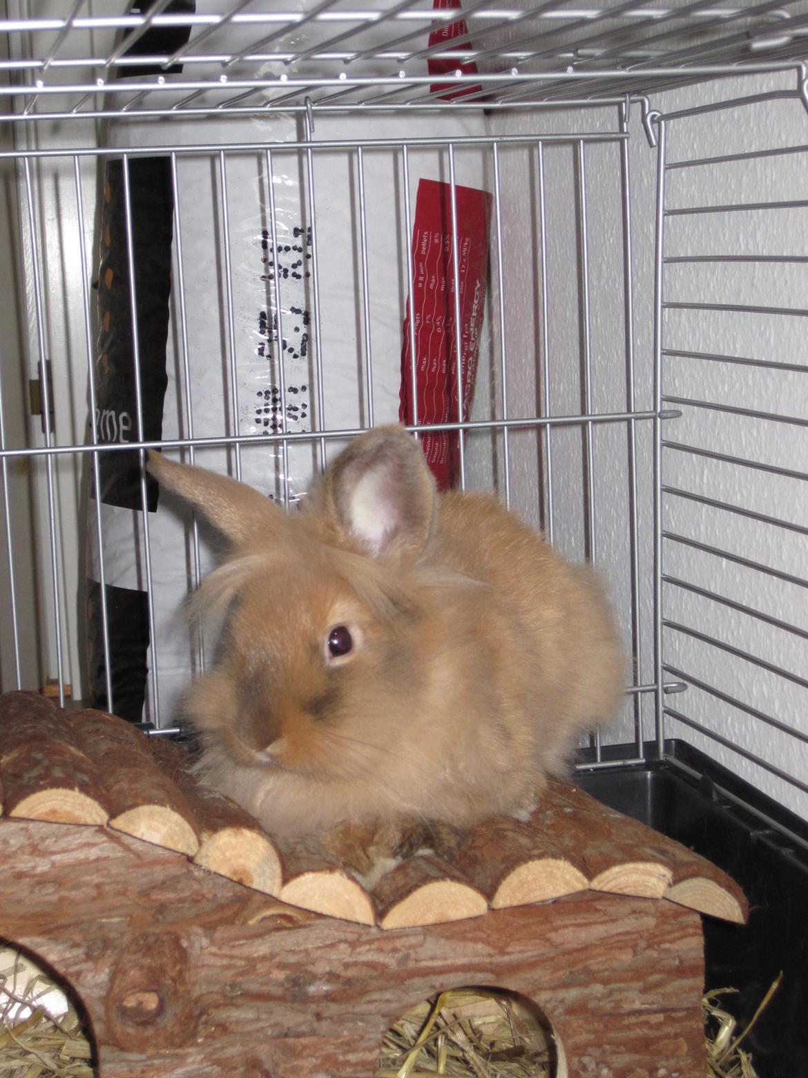 Kanin Zimba - Dag.2. billede 4