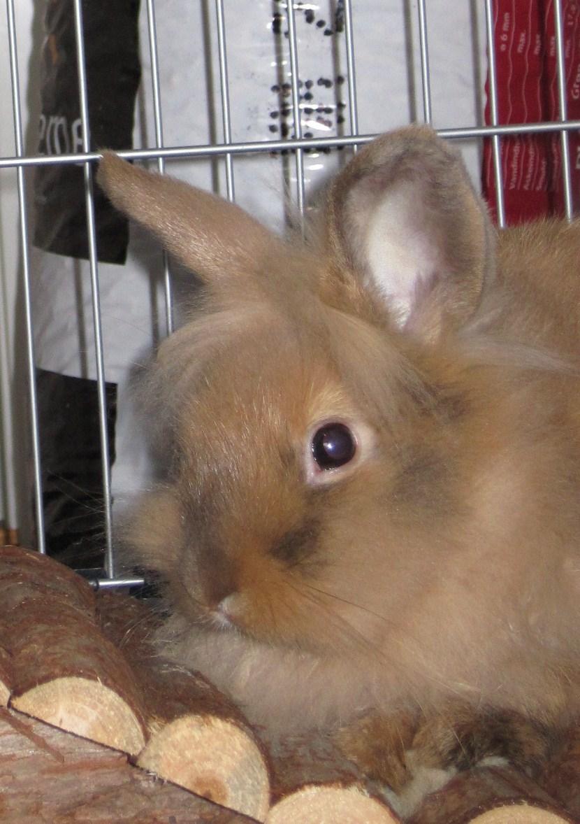 Kanin Zimba - Dag.2. billede 5