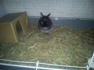 Kanin Holmdrup Huses Møffe billede 11