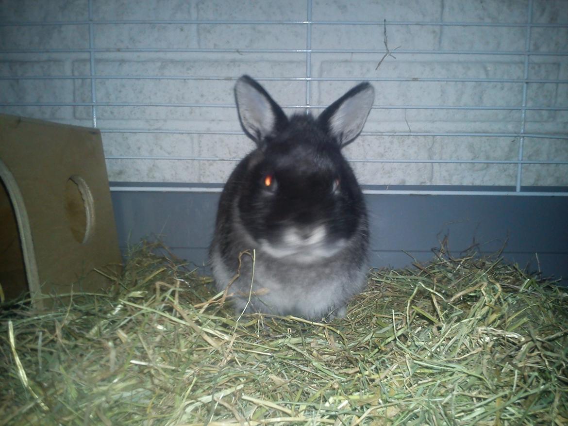 Kanin Holmdrup Huses Møffe billede 12