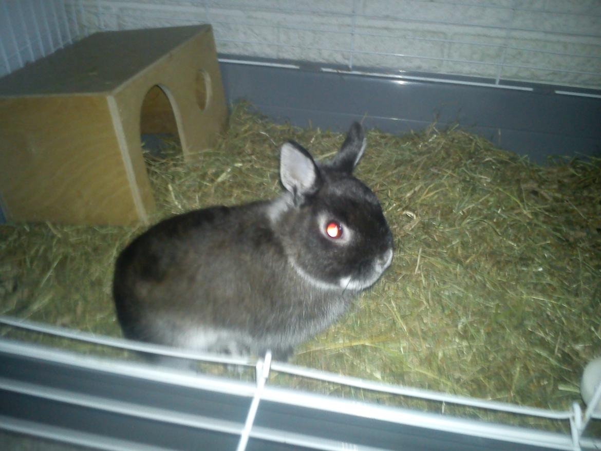 Kanin Holmdrup Huses Møffe billede 13