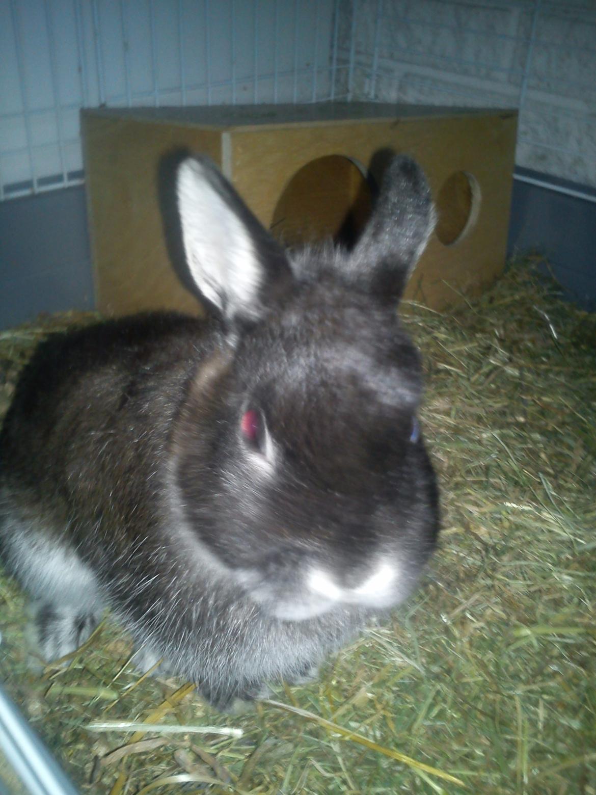 Kanin Holmdrup Huses Møffe billede 14