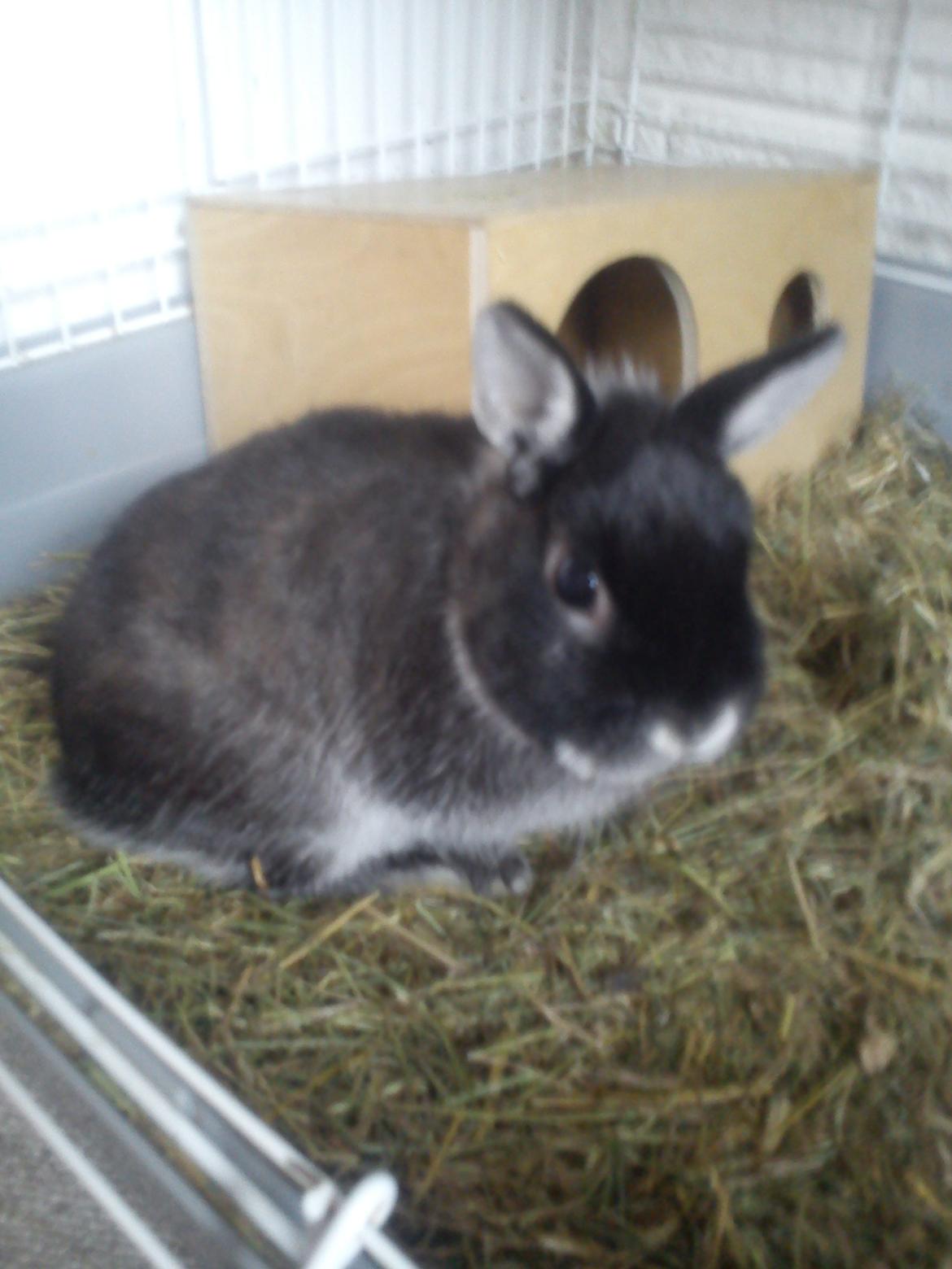 Kanin Holmdrup Huses Møffe billede 15