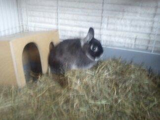 Kanin Holmdrup Huses Møffe billede 16