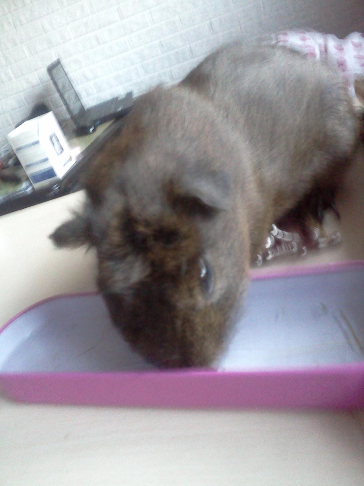 Marsvin Browney - Han drikker vand billede 10