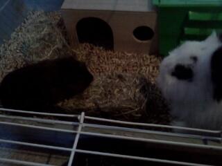 Marsvin Browney - Så skal der spredes halm billede 11