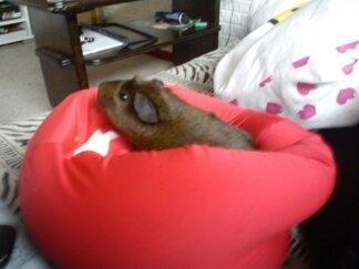 Marsvin Browney - Browney sidder i min hjertepude billede 15