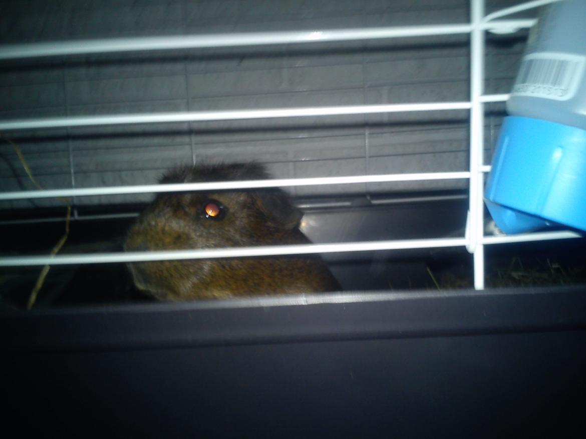 Marsvin Browney - Han var lidt nysgerrig billede 12