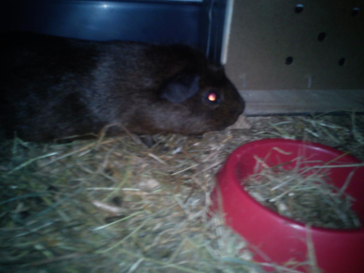 Marsvin Browney - Browney Lister ud om natten billede 13