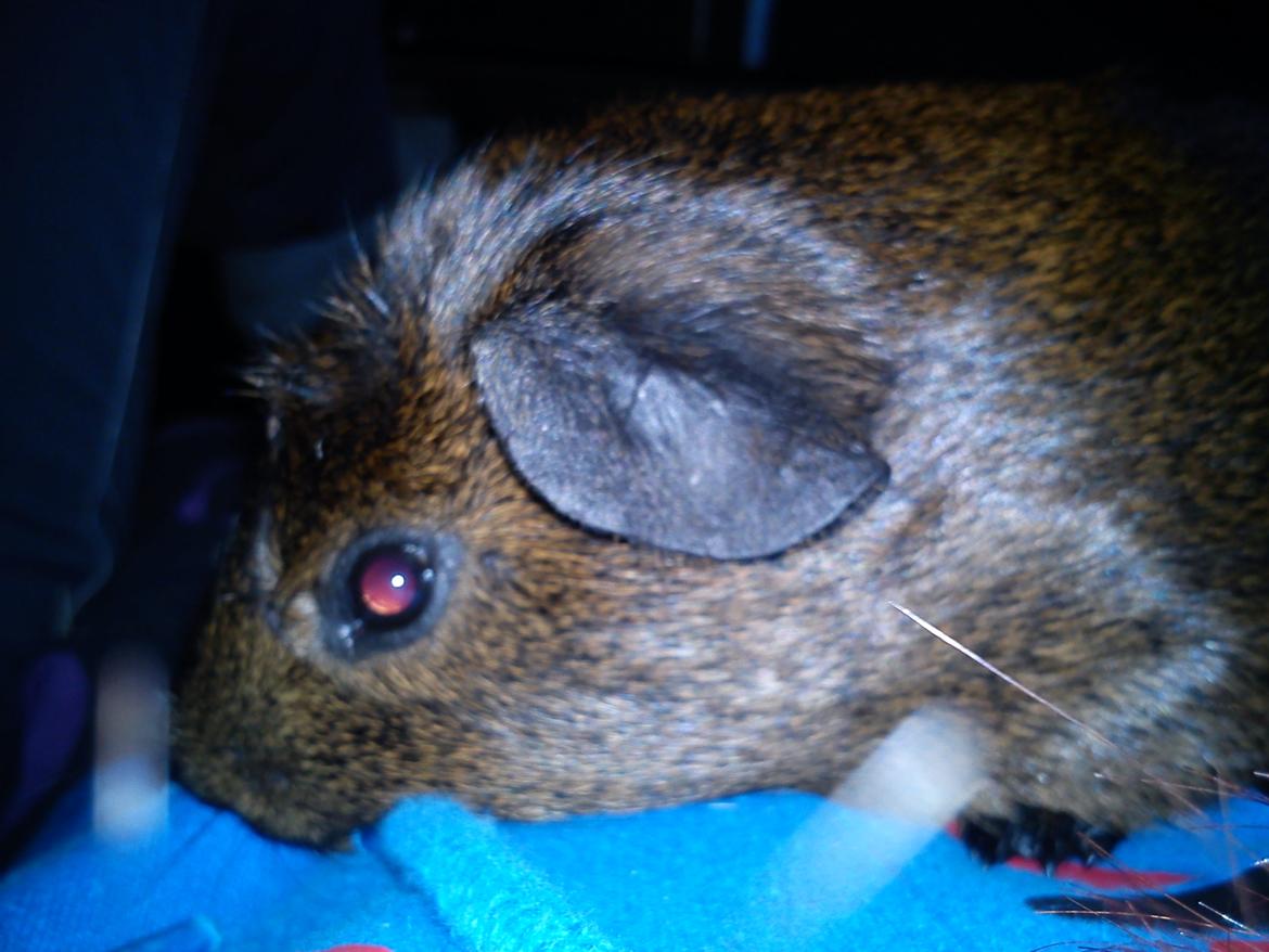 Marsvin Browney - Også inden jeg skulle til ridning  billede 14