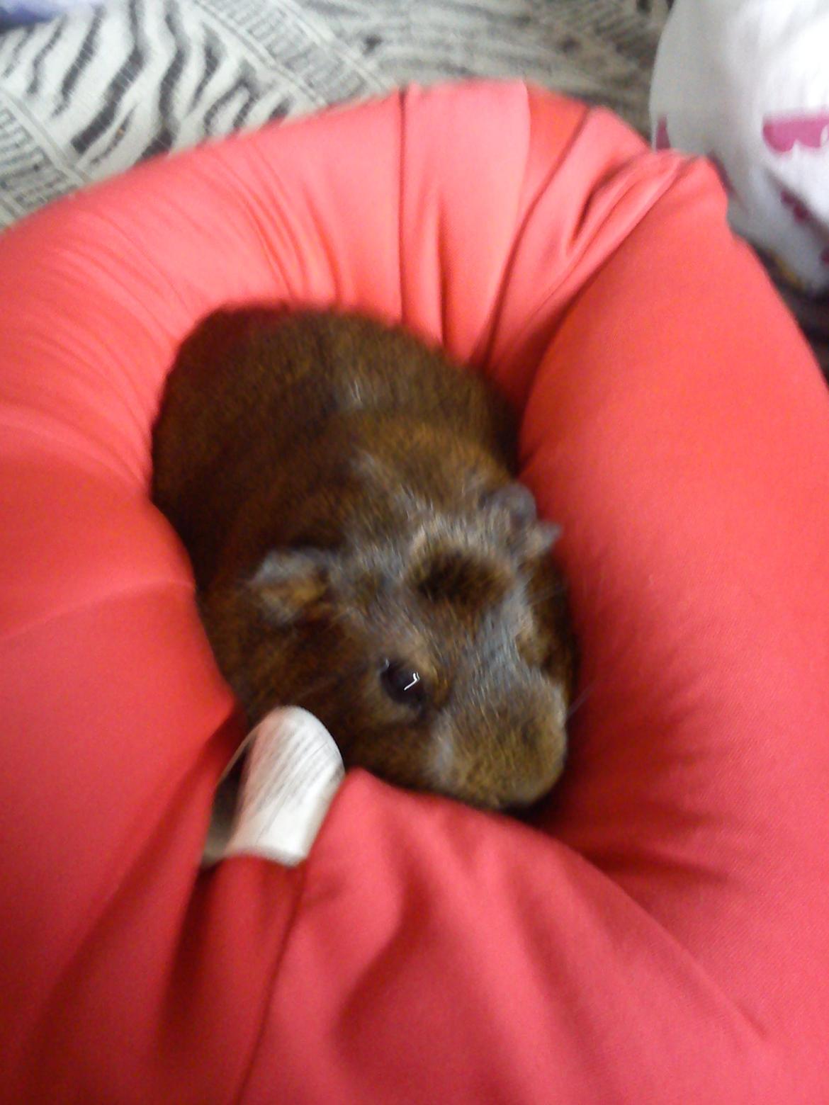 Marsvin Browney - Han kunne ikke ligge stille billede 16