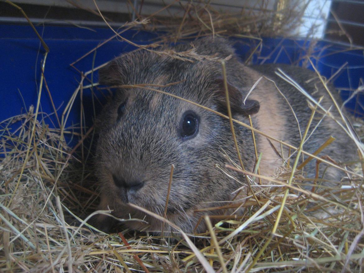 Marsvin Sofie billede 12