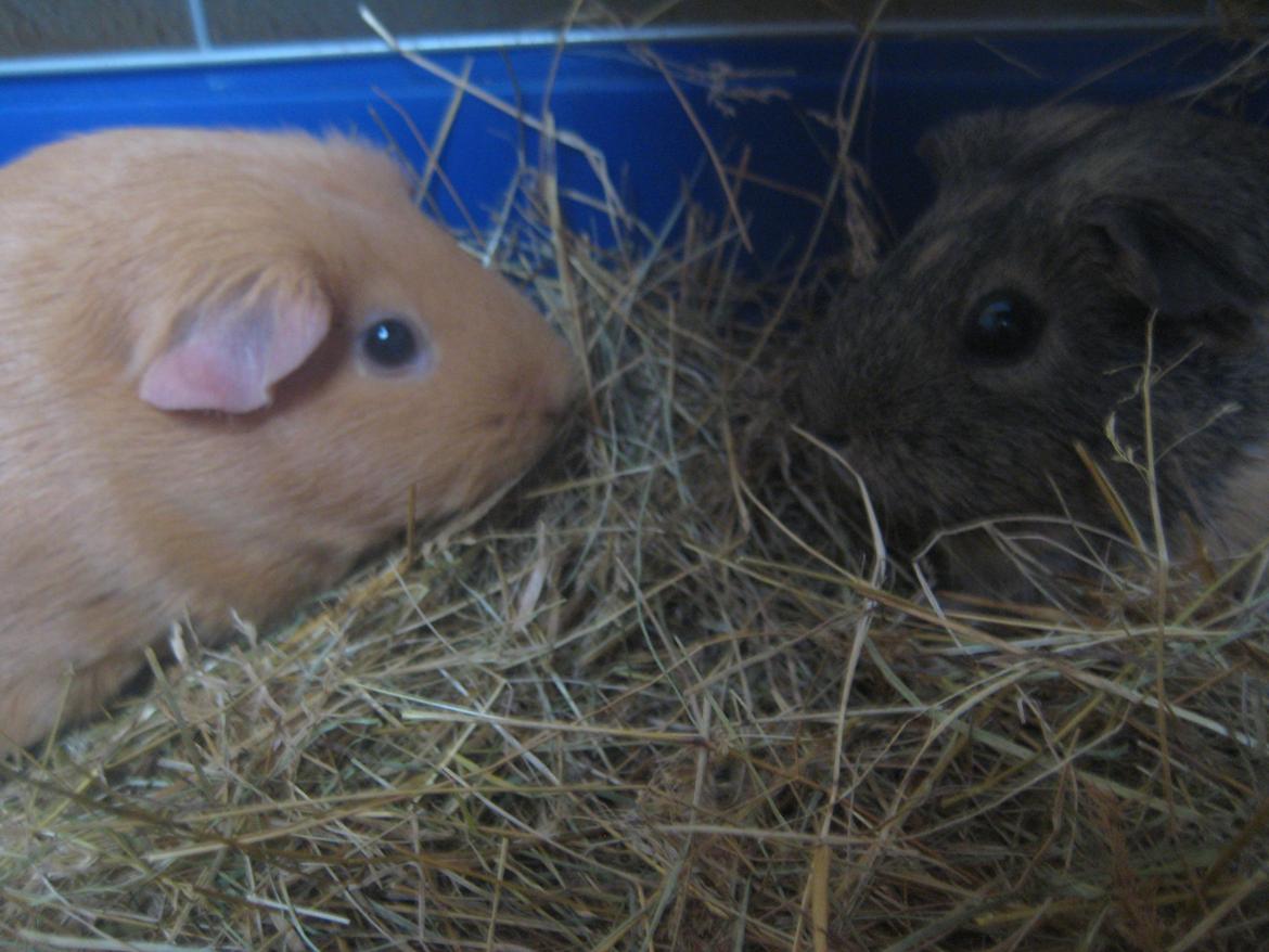 Marsvin Sofie - Sofie og hendes mor :)) billede 11