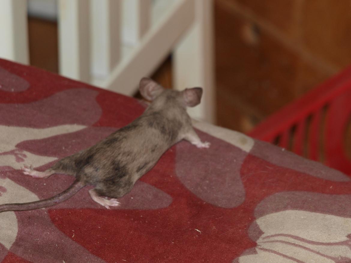 Mus krogh`s luna billede 1