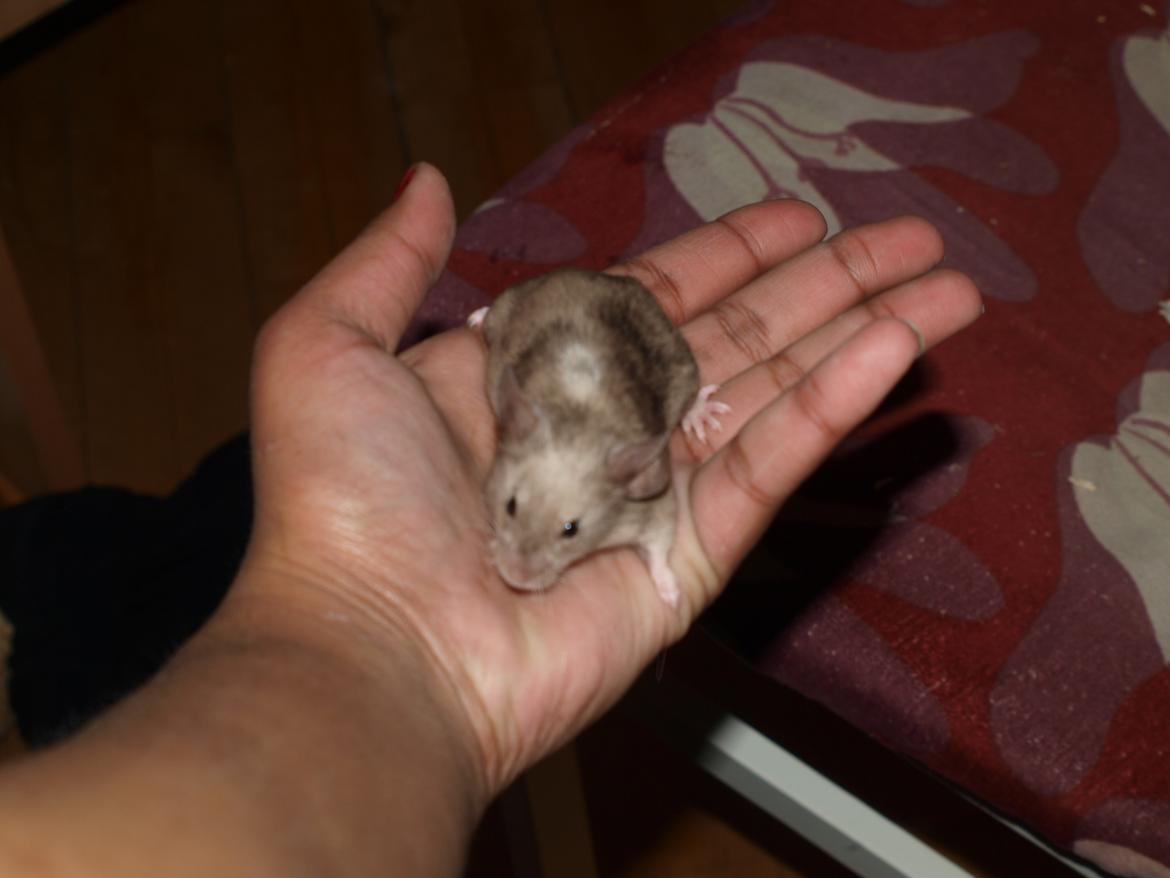 Mus krogh`s luna billede 2