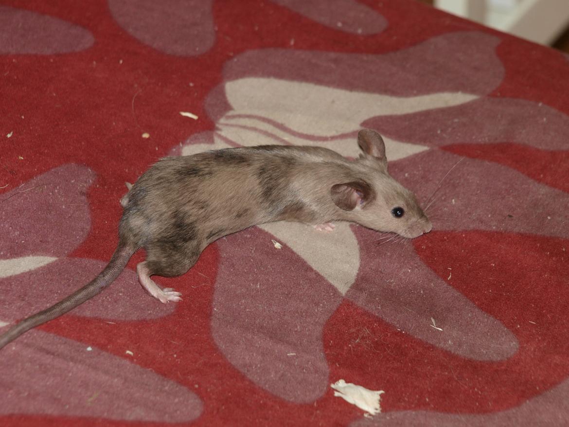 Mus krogh`s luna billede 3