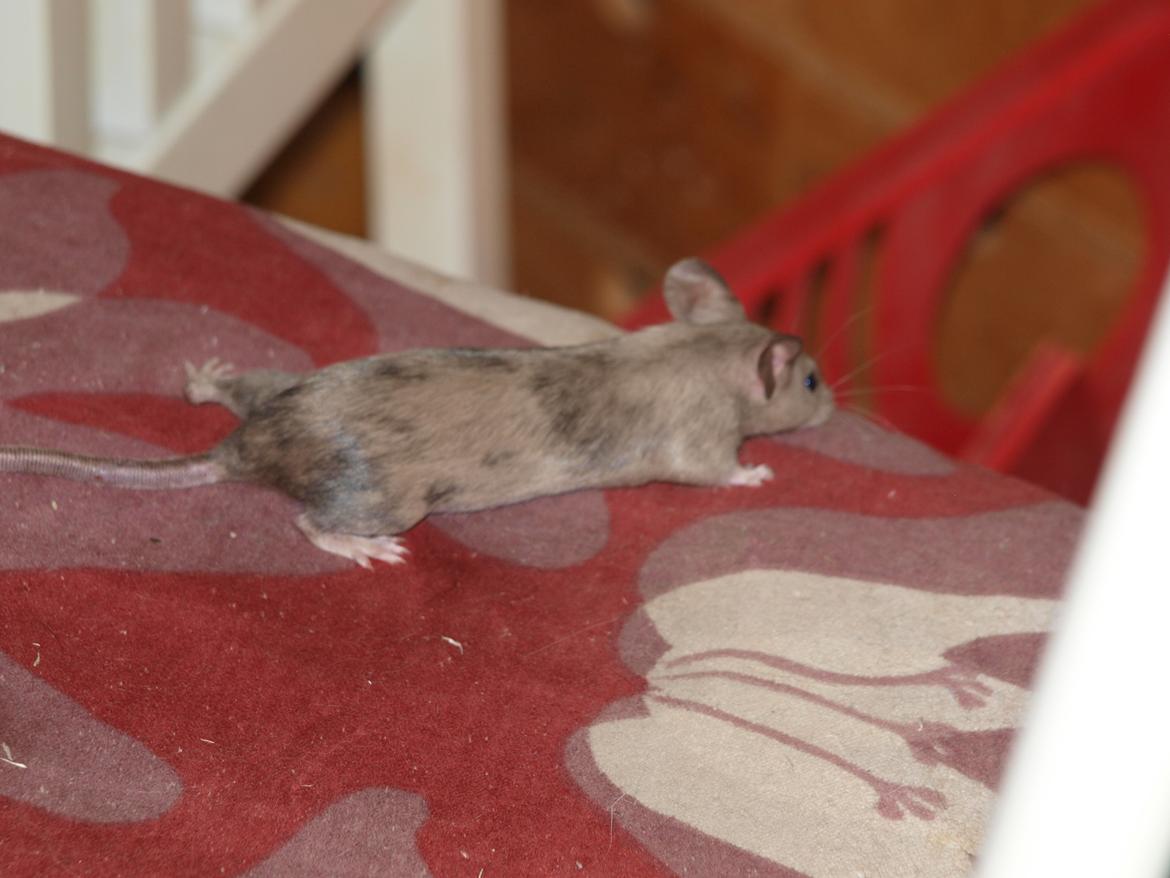 Mus krogh`s luna billede 4