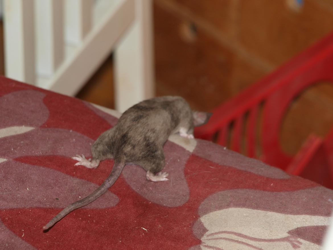 Mus krogh`s luna billede 5