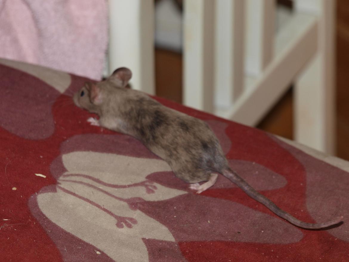 Mus krogh`s luna billede 6