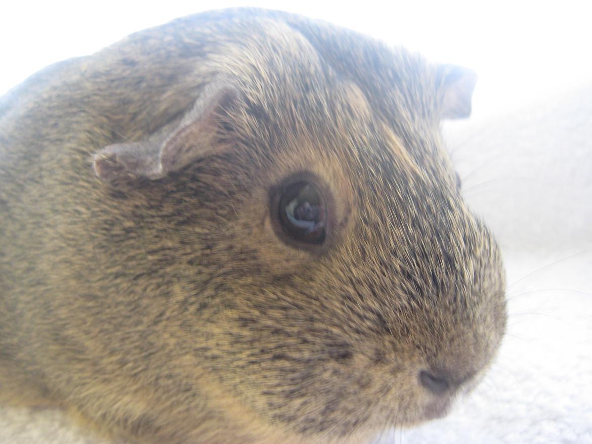 Marsvin Sofie billede 10