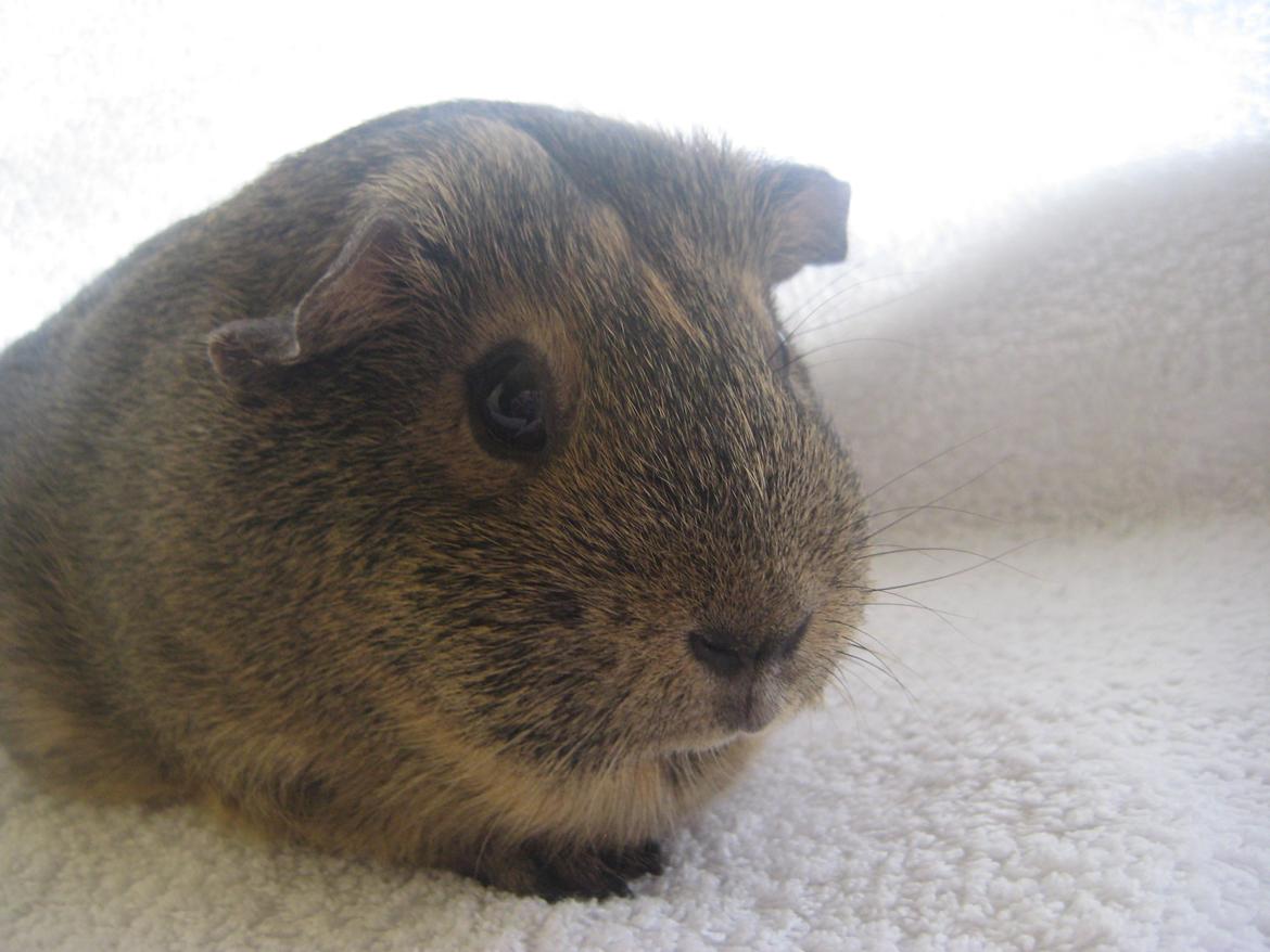 Marsvin Sofie billede 4