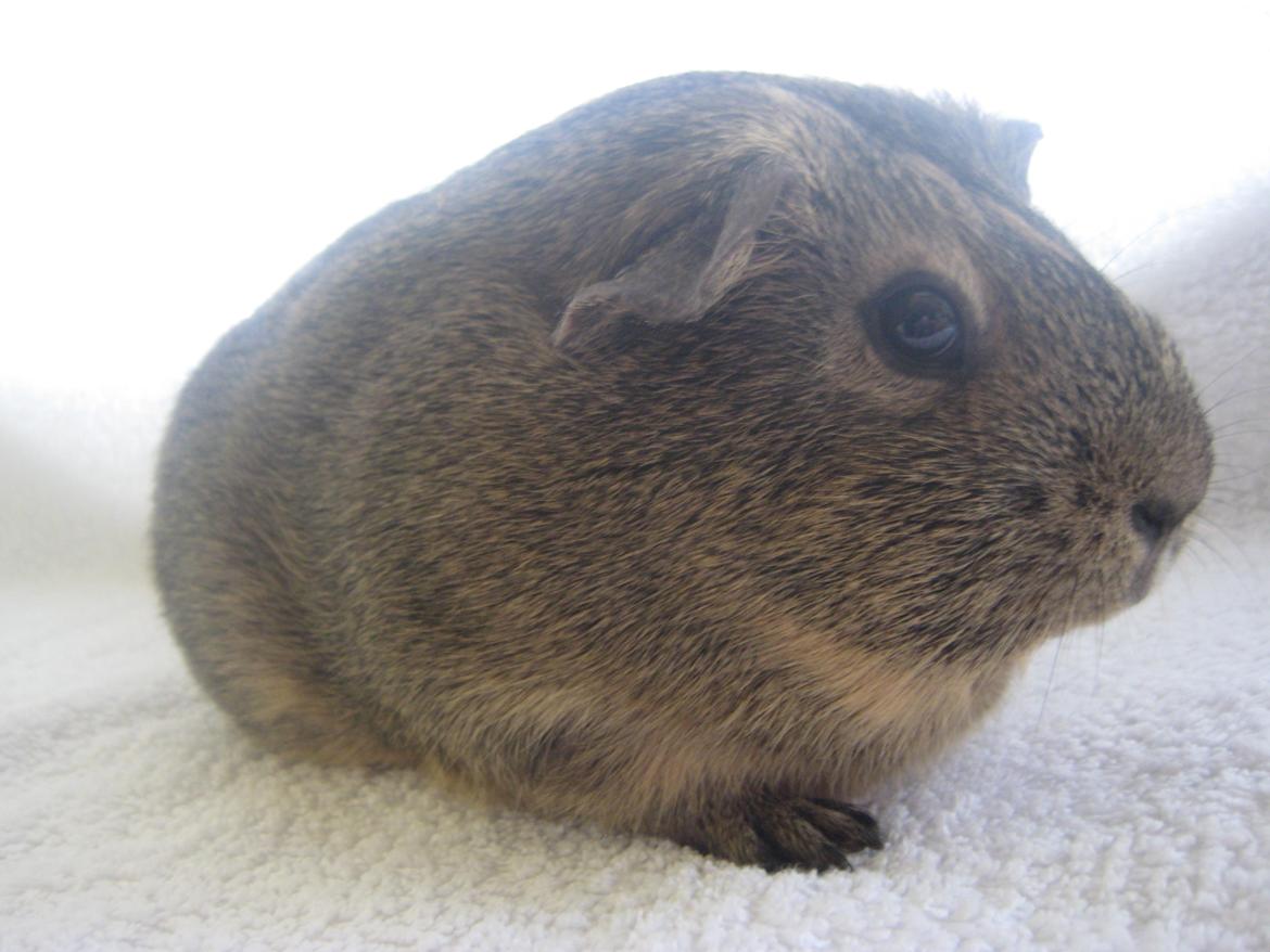 Marsvin Sofie billede 3