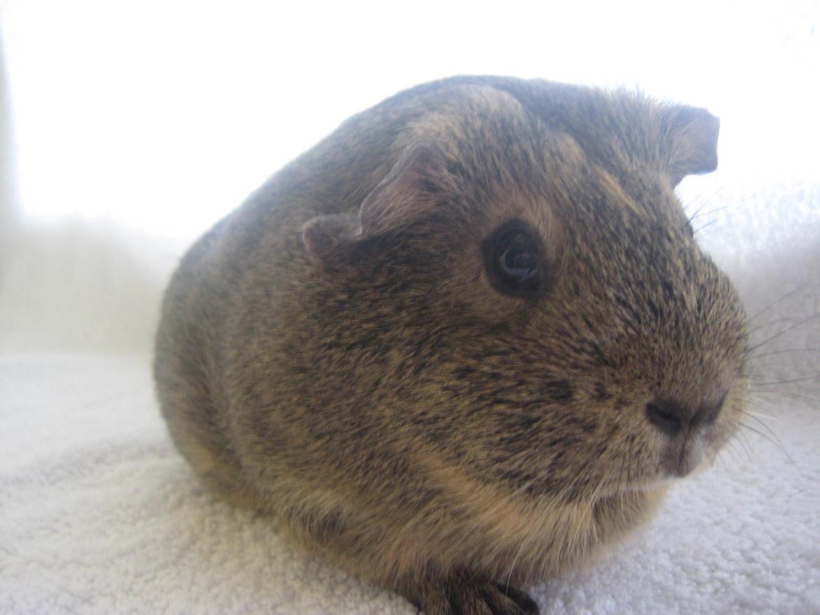 Marsvin Sofie billede 5