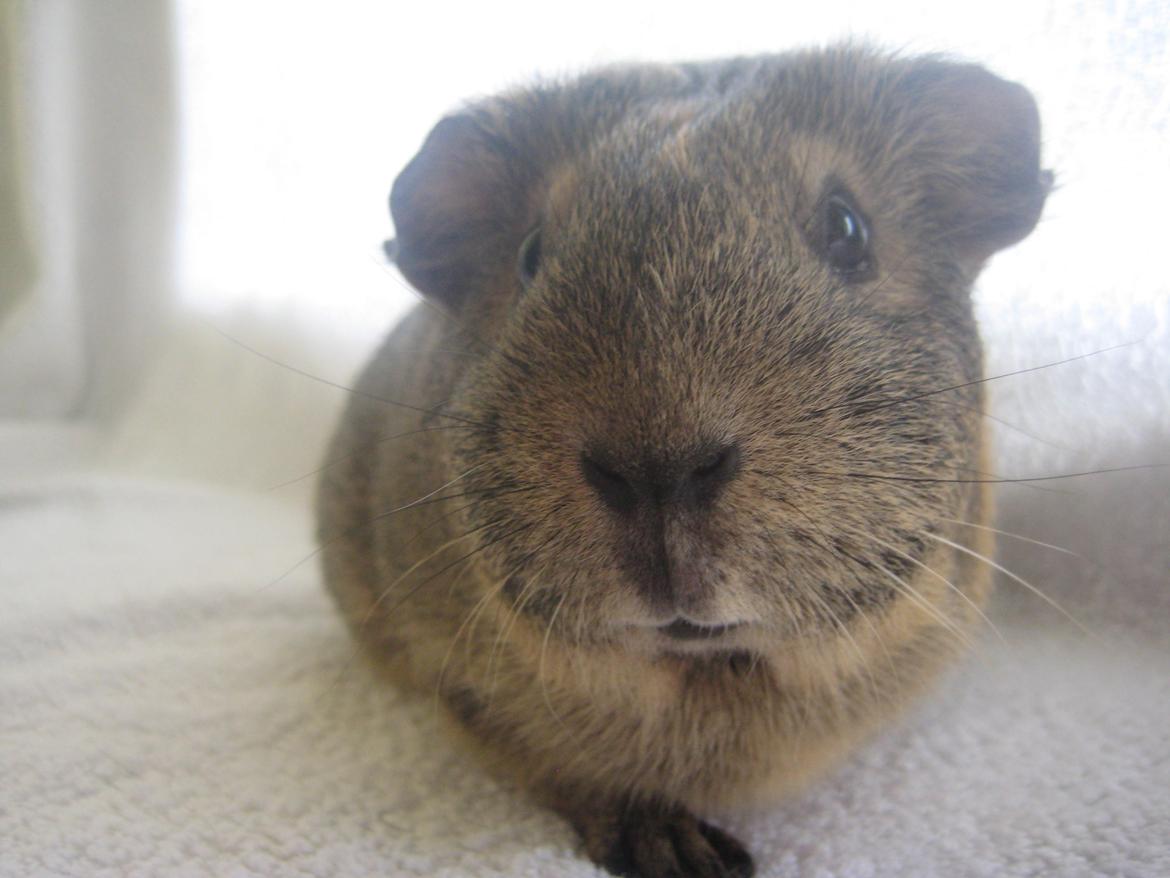 Marsvin Sofie billede 1