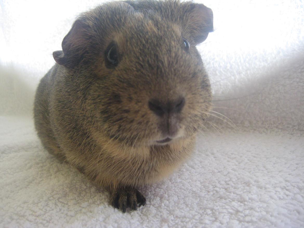 Marsvin Sofie - <33 billede 2