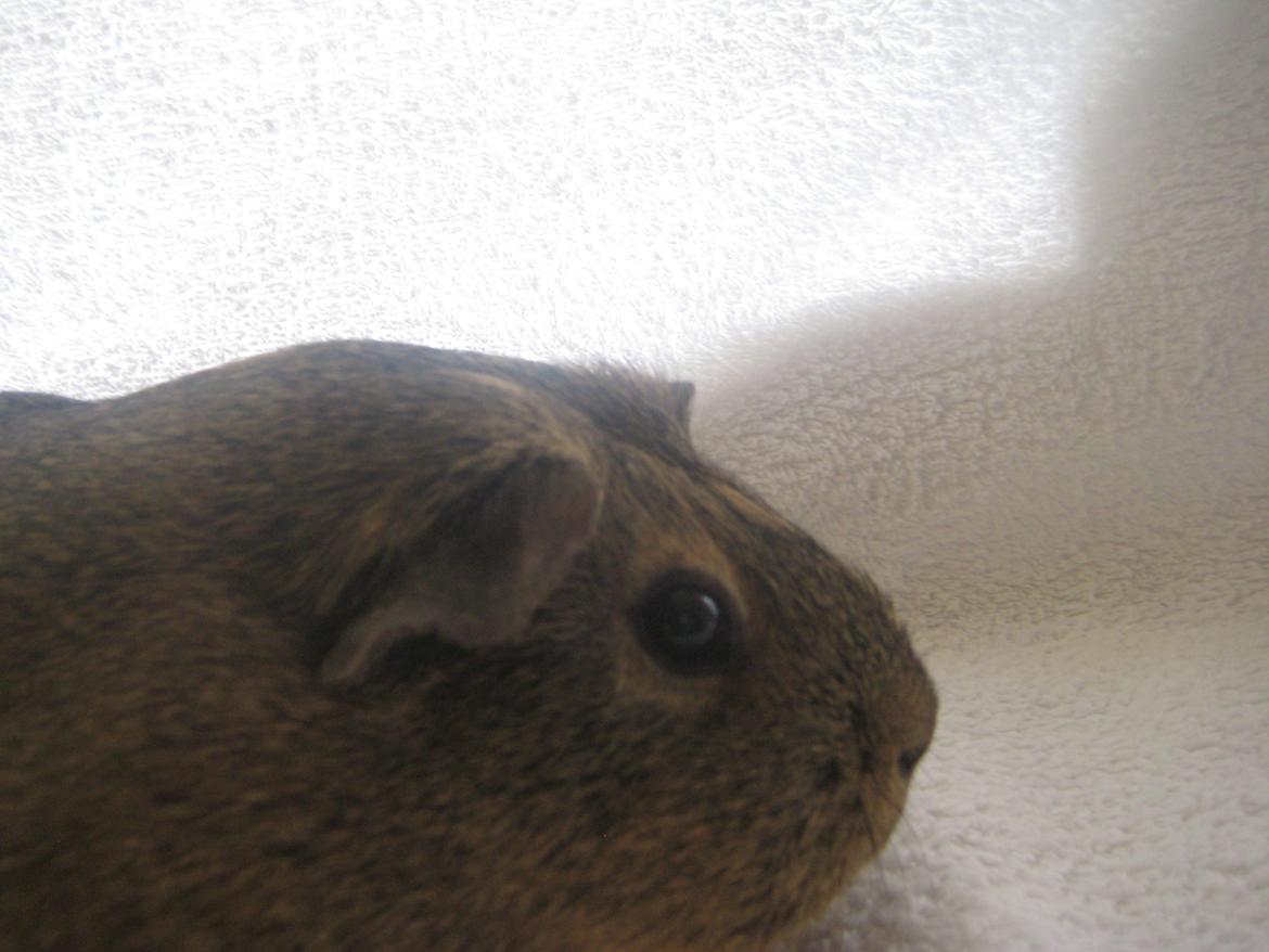 Marsvin Sofie billede 6