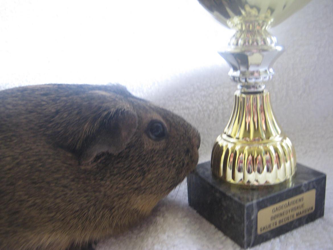 Marsvin Sofie billede 8