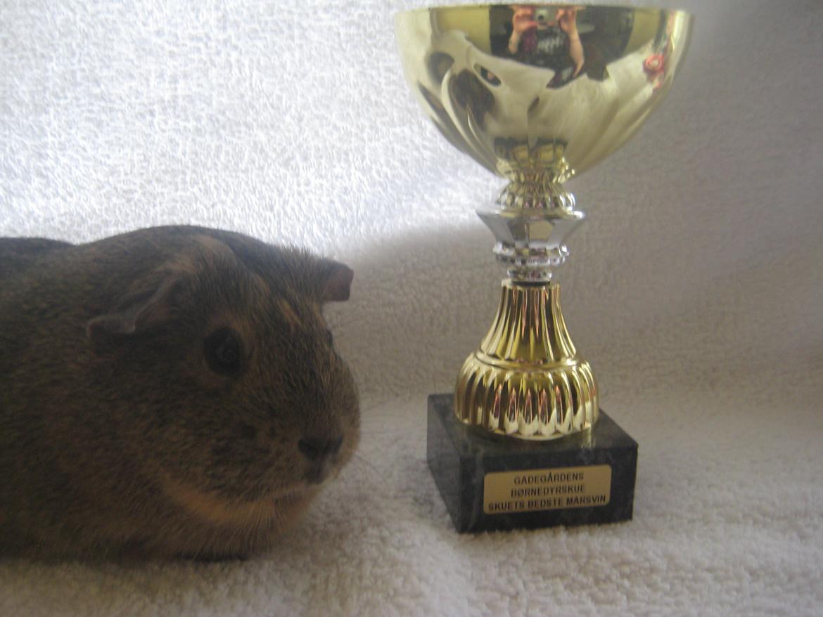 Marsvin Sofie - Hun fedtede helt vildt for dommerne til en børneudstilling .. så hun kom hjem med titlen som "Dagens bedste marsvin" (: billede 7