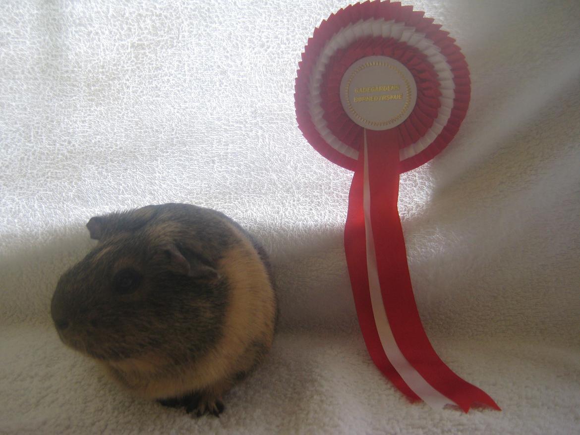 Marsvin Sofie - Hun fik da også en roset :3 billede 9
