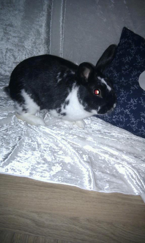 Kanin Star Dust(Dusty)<3<3 - Du bare så smuk!<3<3<3 billede 14