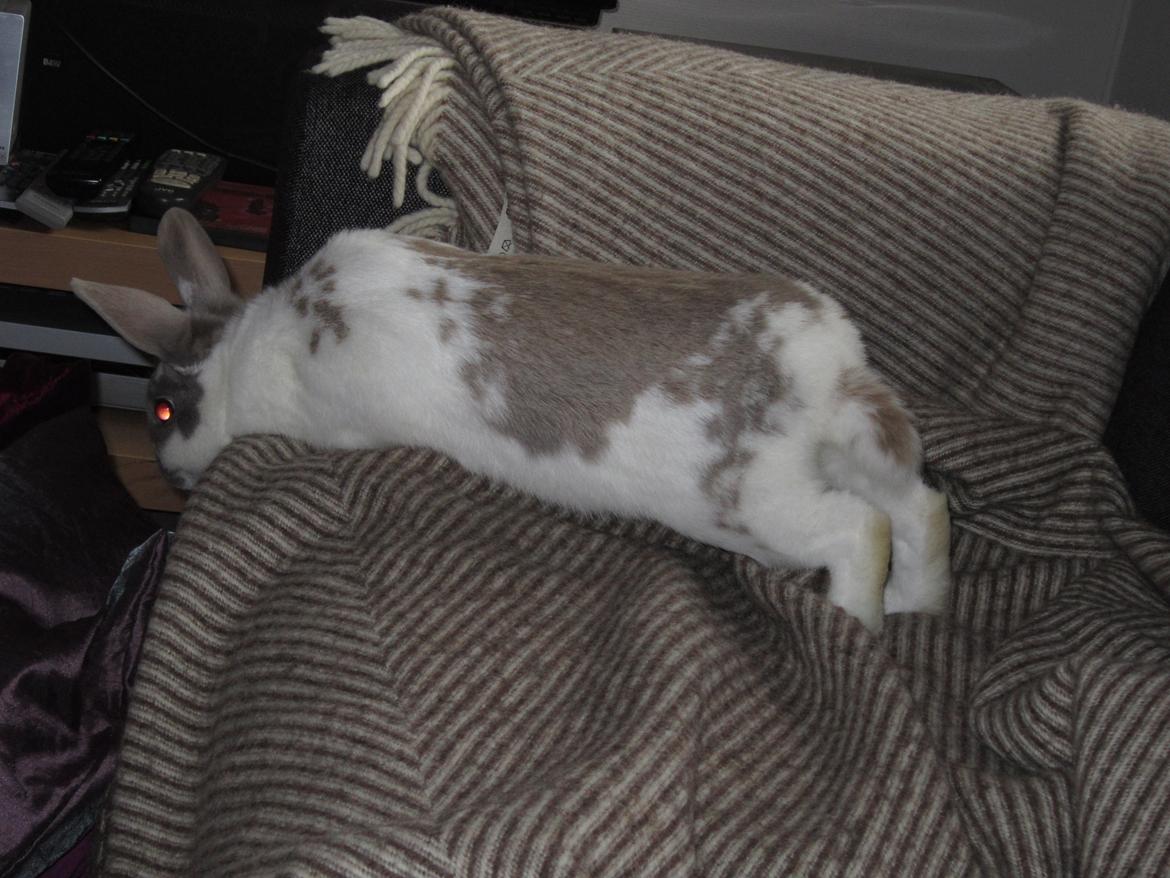 Kanin Petunia  billede 10