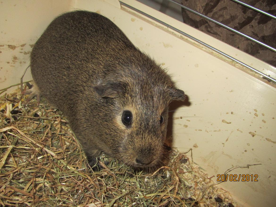 Marsvin team hop,s lulle billede 2