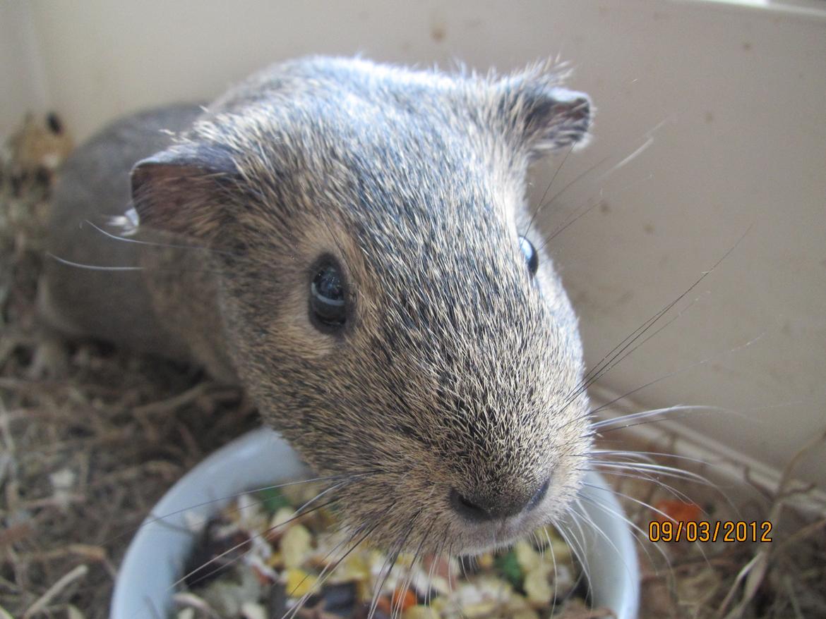 Marsvin team hop,s lulle - miig :D

Fotograf mig billede 3