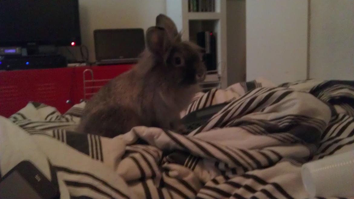 Kanin Mr. Potter billede 1